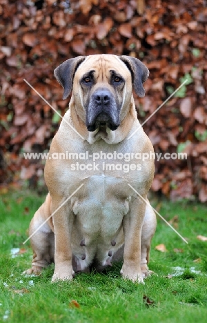 Boerboel, front view