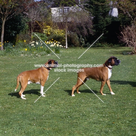 two boxers docked and undocked 