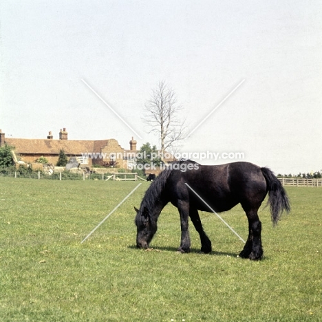 fell mare grazing in surrey with old farm house in background