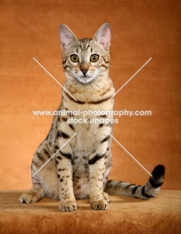 Bengal on orange background