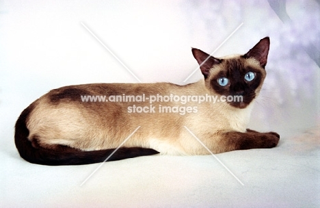 Seal point Snowshoe lying down