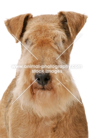 Red Grizzle Lakeland Terrier, Australian Grand Champion, multi best in show