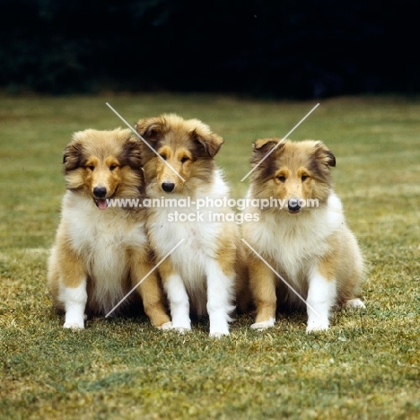 3 rough collie puppies sitting together