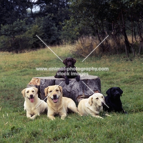 five labradors, yellow, black and chocolate