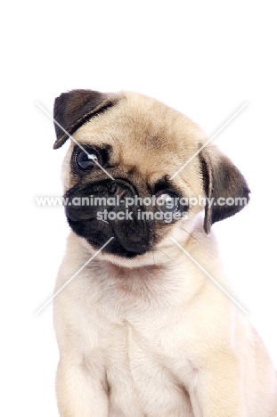 cute Pug puppy