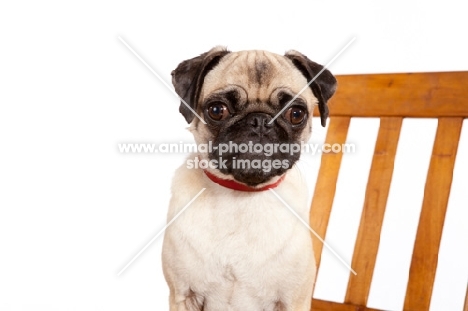 Pug sitting on chair