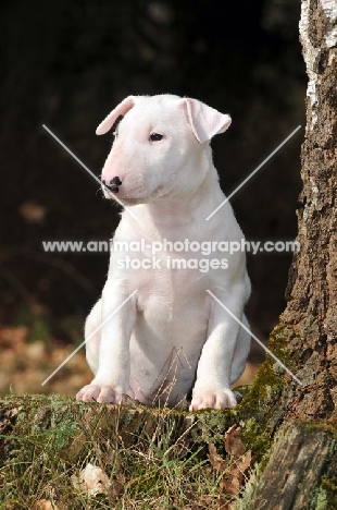 white Bull Terrier puppy