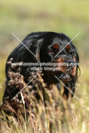 Gordon Setter near high grass