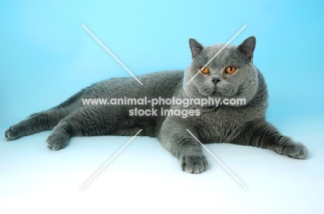 blue british shorthair cat lying down