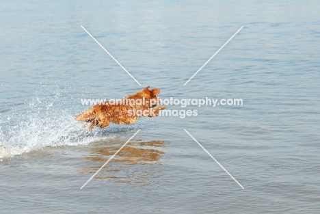 nova scotia duck tolling retriever jumping into water