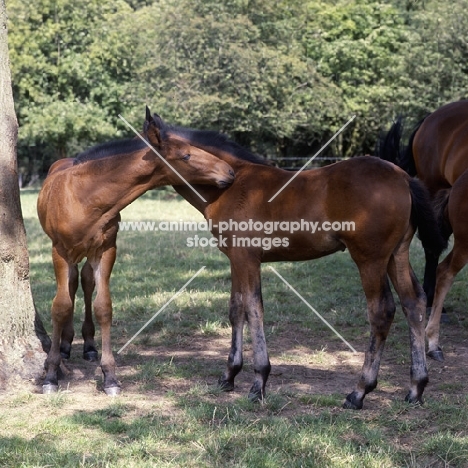 two Cleveland Bay foals