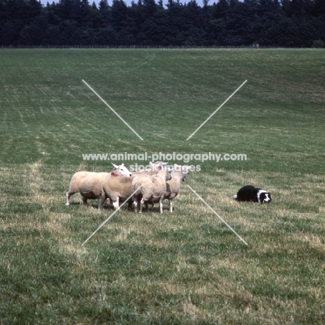 border collie at sheepdog trials