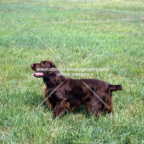 sh ch lydemoor lionel,  field spaniel standing in a field