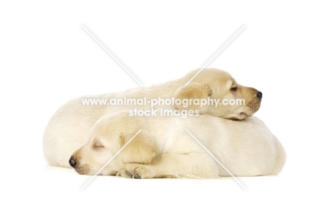 Golden Labrador Puppies lying asleep isolated on a white background