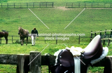 saddle on a fence with owner leading horse, walking up field