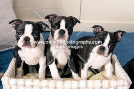 three Boston terrier puppies in a basket