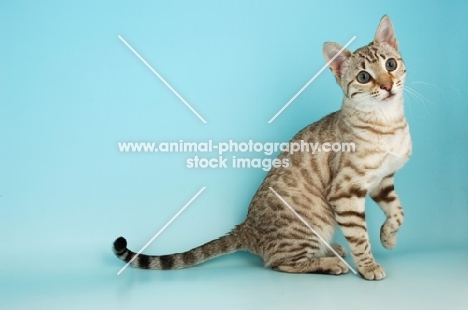 snow spotted bengal cat, sitting