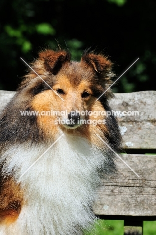 Shetland Sheepdog portrait