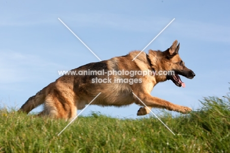 German Shepherd Dog (Alsatian)