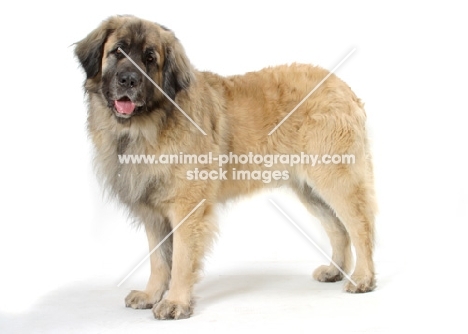 Leonberger, Australian Champion