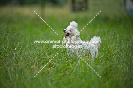 white miniature poodle in the tall grass