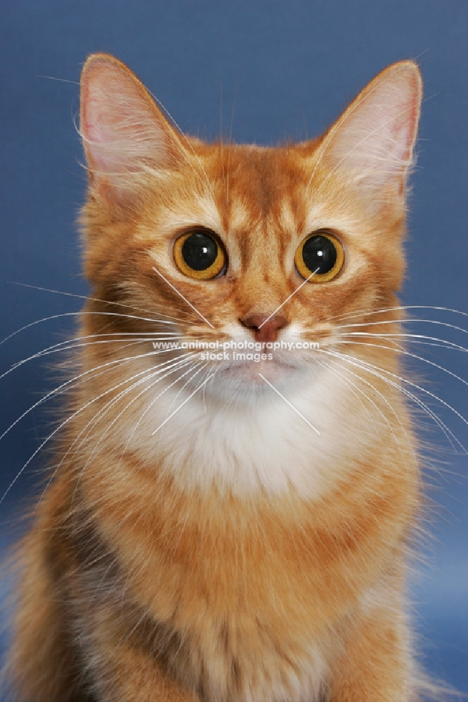 sorrel red coloured Somali cat