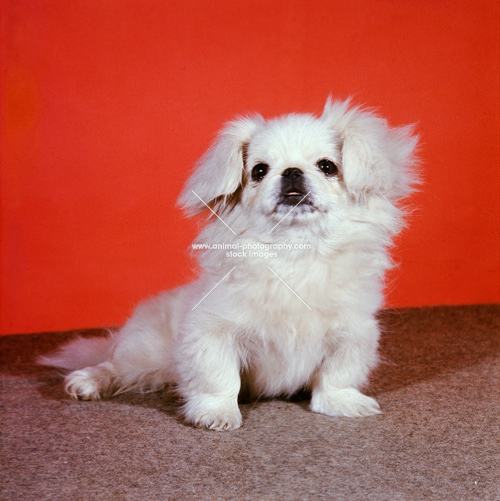 pekingese puppy