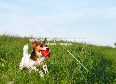 jack russell terrier