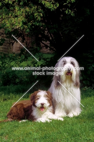 Champion Bearded Collie with puppy