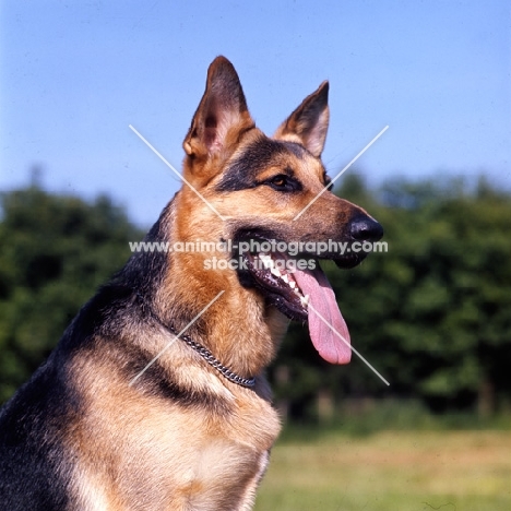 druidswood saxon, german shepherd dog head portrait