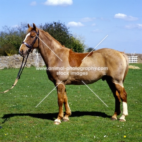 horse in hunter clip