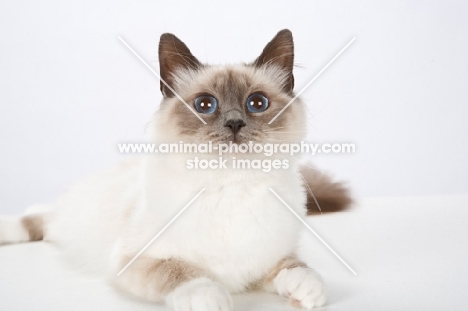 Birman cat, lying on white background