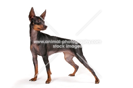 English Toy Terrier on white background