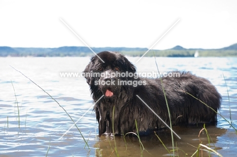 black Newfoundland in water