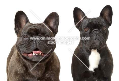 two French Bulldogs, right: Australian Champion Pennywise Fontine