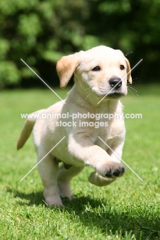 Labrador Retriever puppy, running in garden