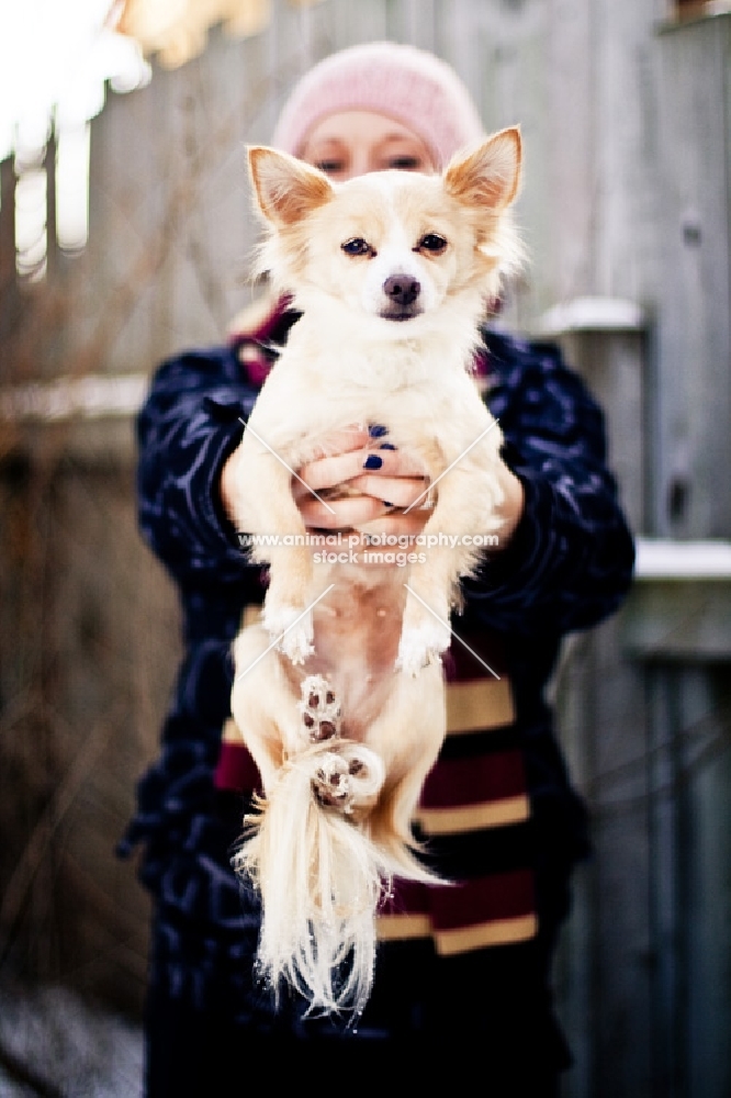 Chihuahua being held by owner