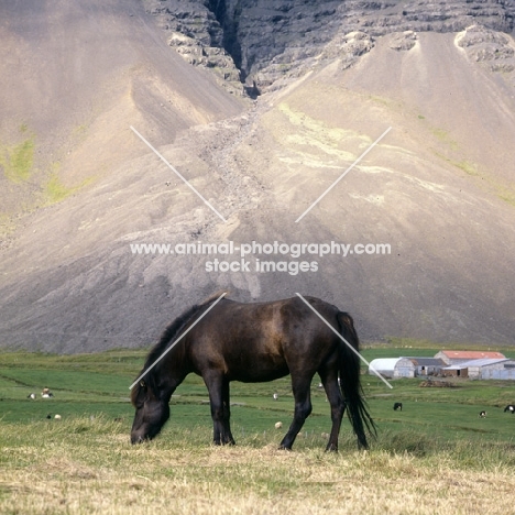 Iceland horse at Hofn with dramatic mountain scenery