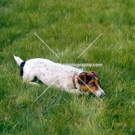 jack russell terrier lying on grass, looking  hopeful