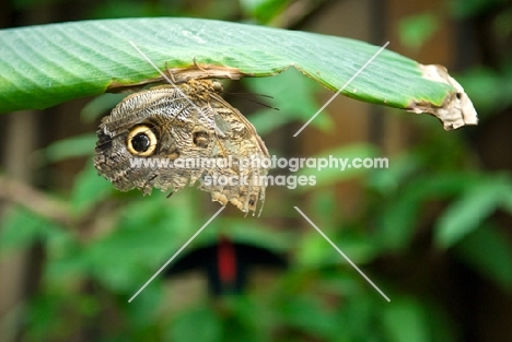 owl butterfly hanging from a leaf