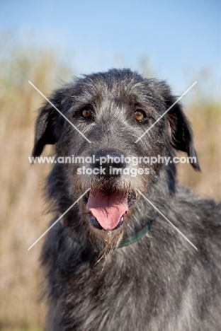 Irish Wolfhound portrait