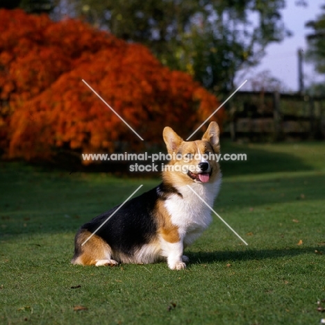 pembroke corgi sitting in a garden, champion ermyn sugar loaf of lees