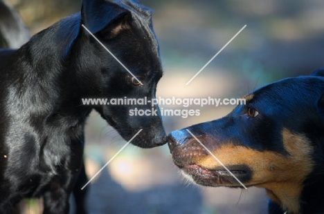 two dogs smelling each other