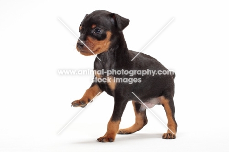 Miniature Pinscher puppy on white background, one leg up