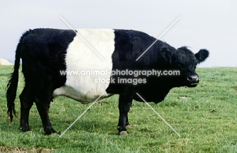 belted galloway cow standing in field
