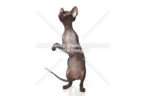 Sphynx cat standing on hind legs