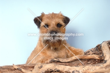 Border Terrier behind a log