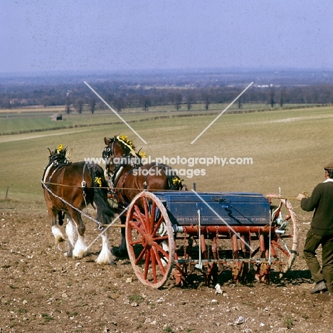 two shire horses with seed drill at spring working 