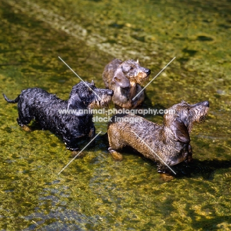 three miniature wire haired  dachshunds from drakesleat  in water