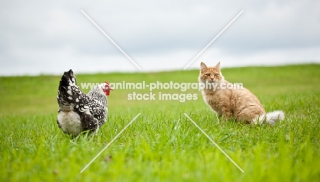 Silver Penciled Hamburg hen and orange tabby cat in grassy field.